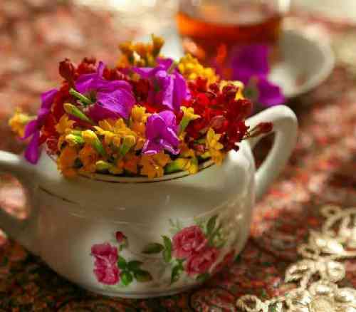 رز سفید من ولی خشک میشی پیش من